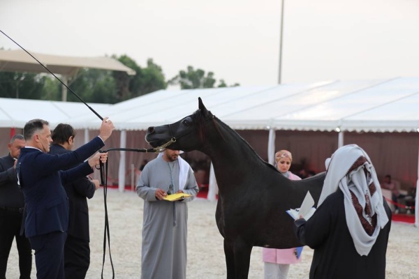 منافسات قوية في بطولة البحرين الوطنية والخيل ذات السلالة المصرية لجمال الخيل العربية