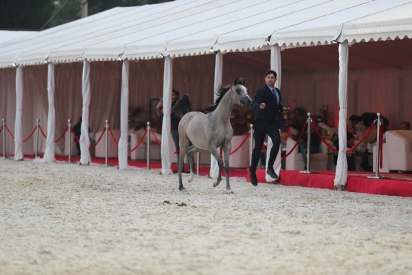 منافسات قوية في بطولة البحرين الوطنية والخيل ذات السلالة المصرية لجمال الخيل العربية