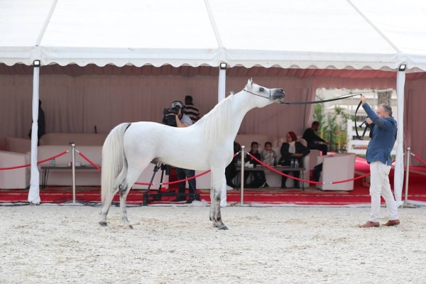 منافسات قوية في بطولة البحرين الوطنية والخيل ذات السلالة المصرية لجمال الخيل العربية