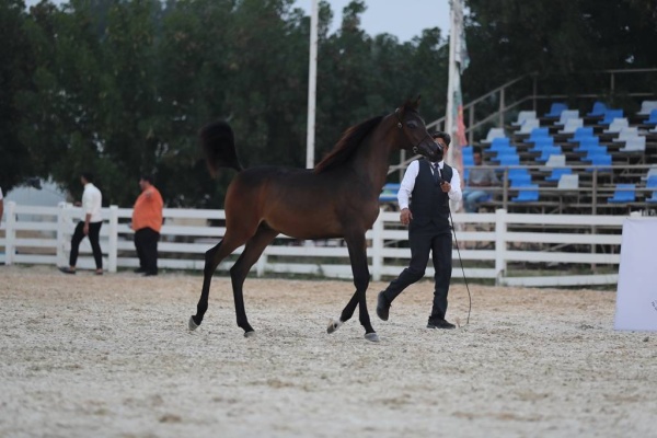 منافسات قوية في بطولة البحرين الوطنية والخيل ذات السلالة المصرية لجمال الخيل العربية