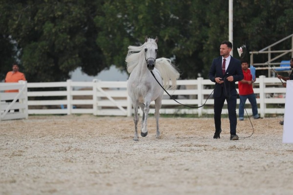 منافسات قوية في بطولة البحرين الوطنية والخيل ذات السلالة المصرية لجمال الخيل العربية