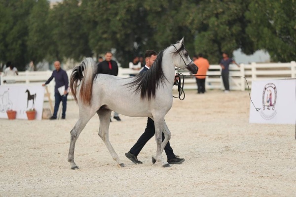 منافسات قوية في بطولة البحرين الوطنية والخيل ذات السلالة المصرية لجمال الخيل العربية