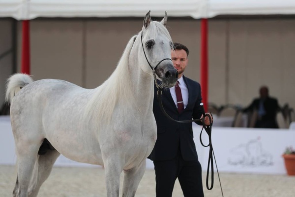 منافسات قوية في بطولة البحرين الوطنية والخيل ذات السلالة المصرية لجمال الخيل العربية