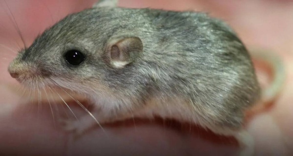 أكبر فأر سنا في العالم يستعد لدخول غينيس.. كم يبلغ عمره؟