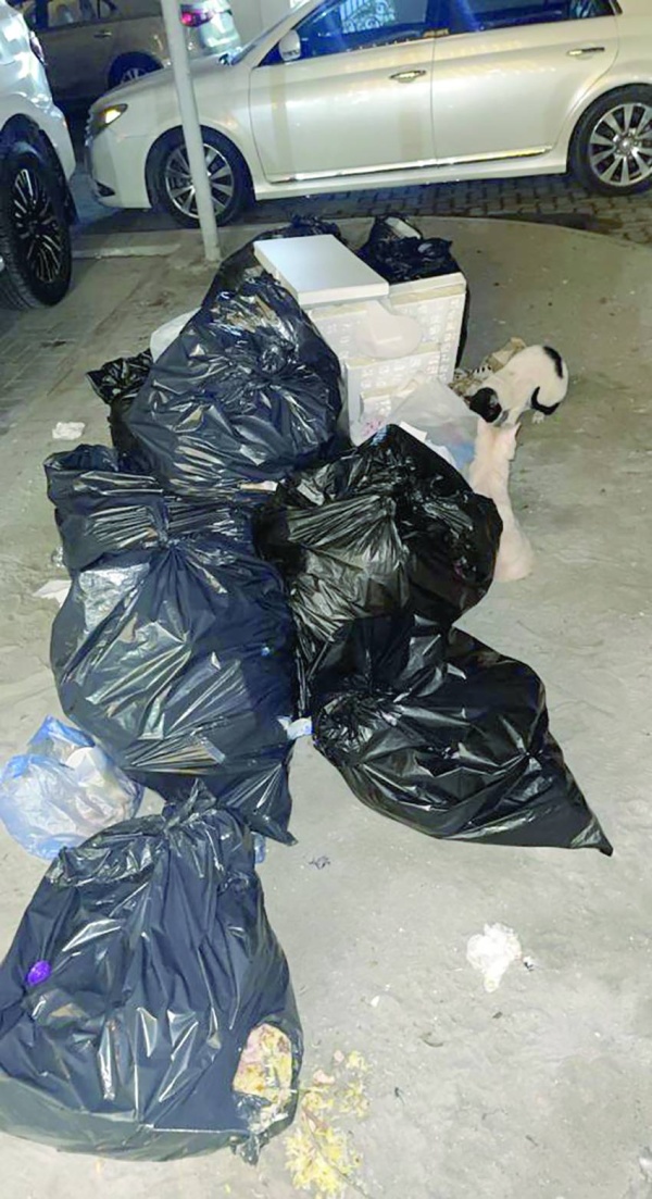 عبدالله دراج يقترح السماح بصيد الكلاب بمقابل مادي