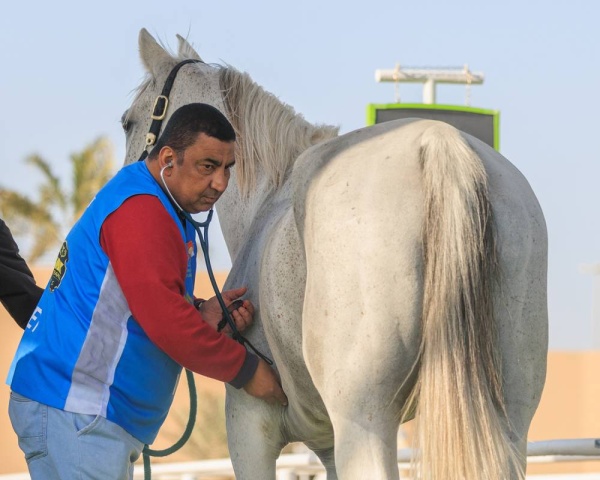 برعاية الملك.. انطلاق مهرجان كأس جلالة الملك للقدرة بأكبر جوائز مالية