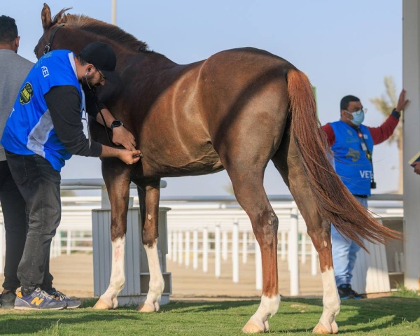 برعاية الملك.. انطلاق مهرجان كأس جلالة الملك للقدرة بأكبر جوائز مالية