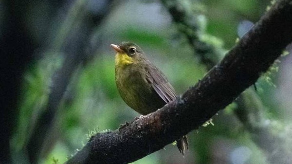 هذا الطائر انقرض منذ 24 سنة ولكنه عاود الظهور