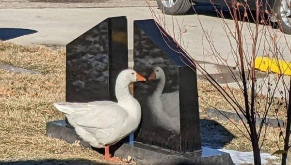 إعلان مطلوب شريك لإوزة كئيبة !!!