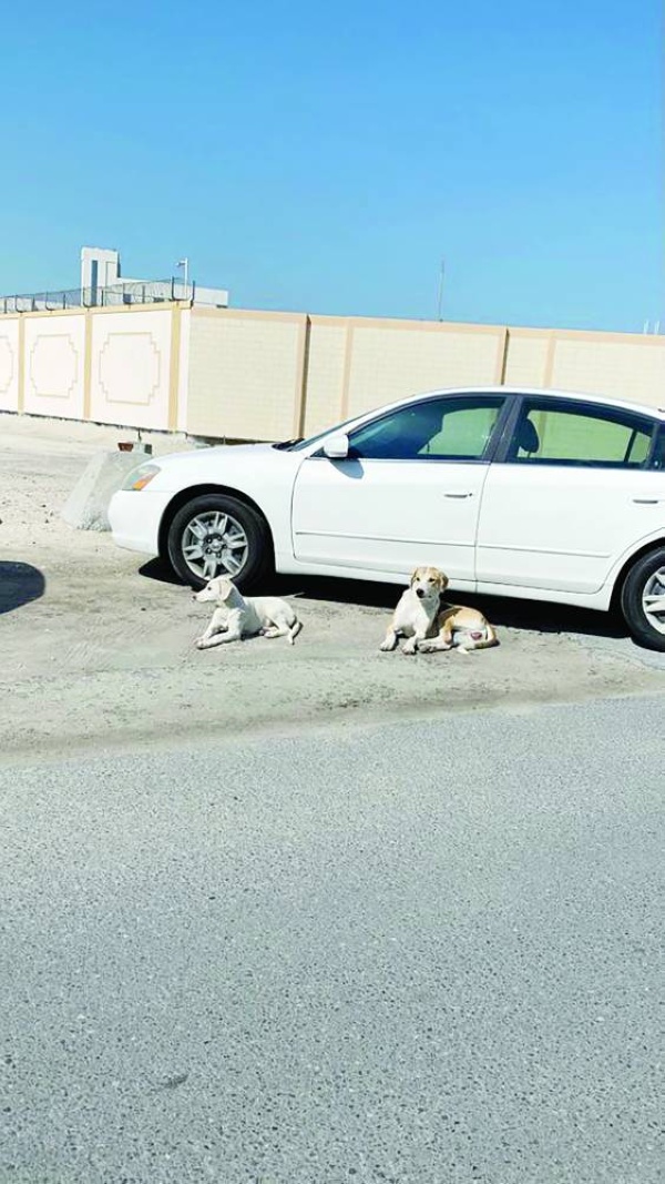 &laquo;عراد الصناعية&raquo;.. عشوائية وفوضى وخلو من المراقبة البلدية والمرورية