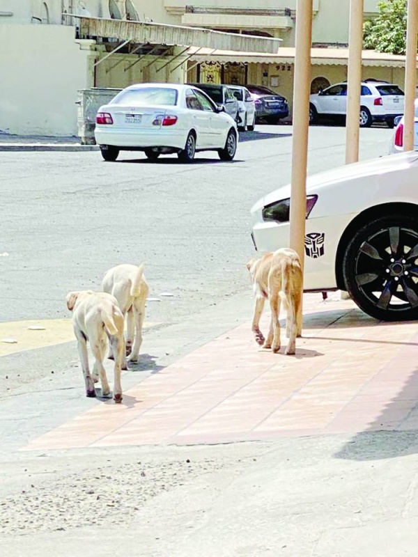 &laquo;عراد الصناعية&raquo;.. عشوائية وفوضى وخلو من المراقبة البلدية والمرورية