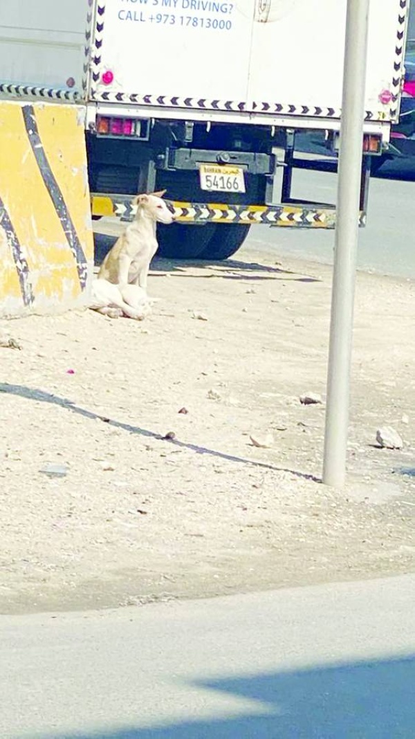 &laquo;عراد الصناعية&raquo;.. عشوائية وفوضى وخلو من المراقبة البلدية والمرورية