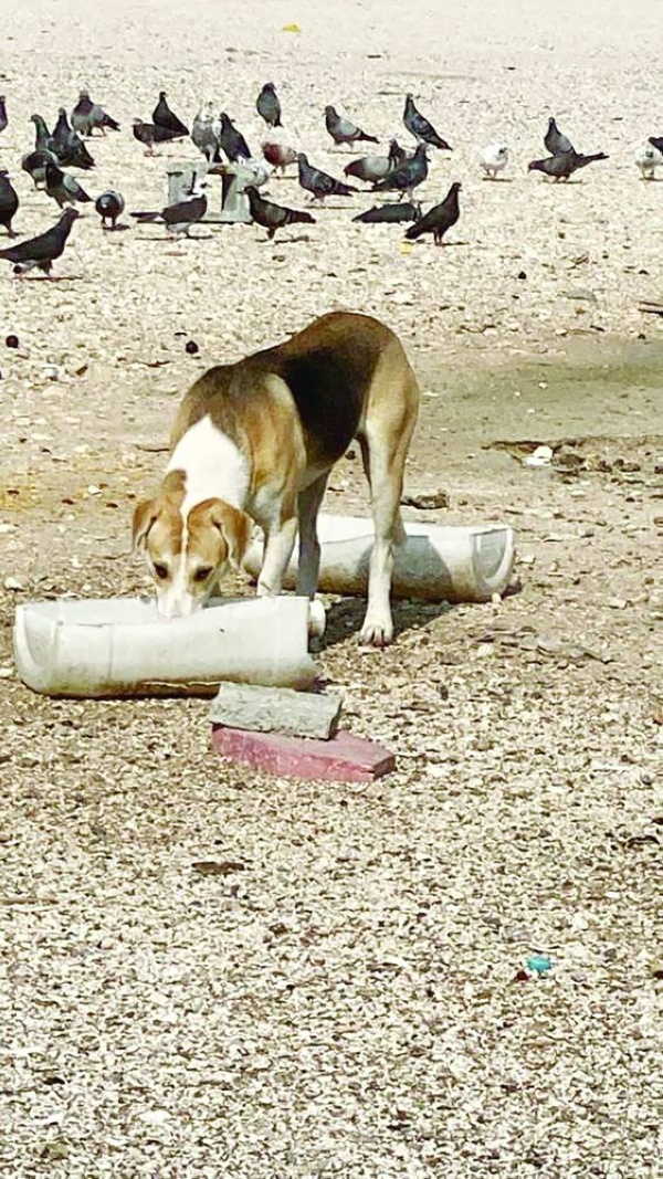 &laquo;عراد الصناعية&raquo;.. عشوائية وفوضى وخلو من المراقبة البلدية والمرورية