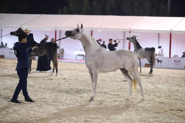 اعتماد برنامج بطولة فيصل بن حمد لجمال الخيل العربية للانتاج المحلي