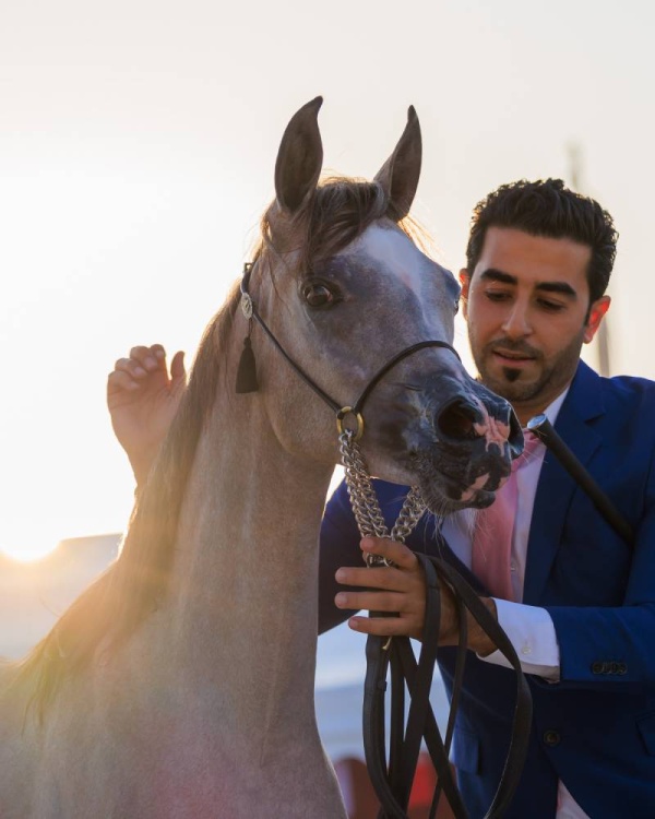 اعتماد برنامج بطولة فيصل بن حمد لجمال الخيل العربية للانتاج المحلي