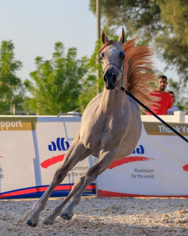 اعتماد برنامج بطولة فيصل بن حمد لجمال الخيل العربية للانتاج المحلي