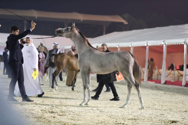 اعتماد برنامج بطولة فيصل بن حمد لجمال الخيل العربية للانتاج المحلي
