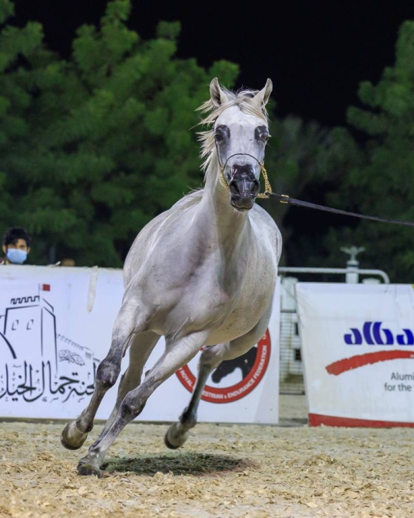 اعتماد برنامج بطولة فيصل بن حمد لجمال الخيل العربية للانتاج المحلي