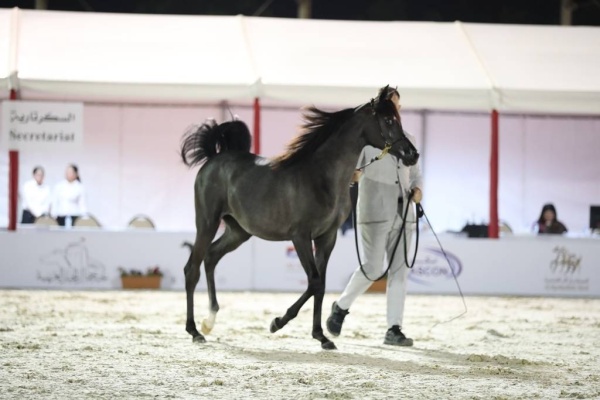 انطلاق بطولة فيصل بن حمد لجمال الخيل العربية للانتاج المحلي