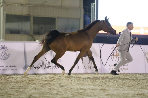 انطلاق بطولة فيصل بن حمد لجمال الخيل العربية للانتاج المحلي