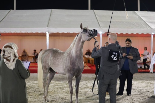 انطلاق بطولة فيصل بن حمد لجمال الخيل العربية للانتاج المحلي