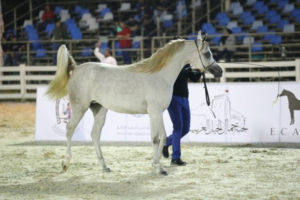 انطلاق بطولة فيصل بن حمد لجمال الخيل العربية للانتاج المحلي