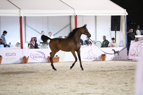انطلاق بطولة فيصل بن حمد لجمال الخيل العربية للانتاج المحلي