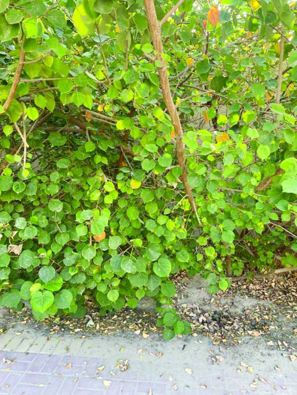 حديقة سافرة مهملة.. و&laquo;الزلاق&raquo; بلا إضاءة