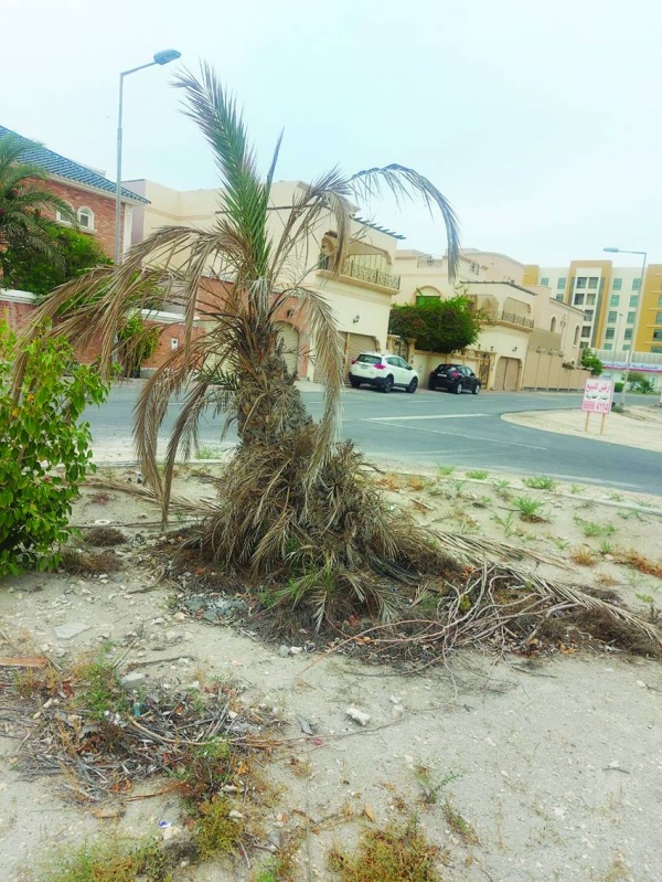 حديقة سافرة مهملة.. و&laquo;الزلاق&raquo; بلا إضاءة