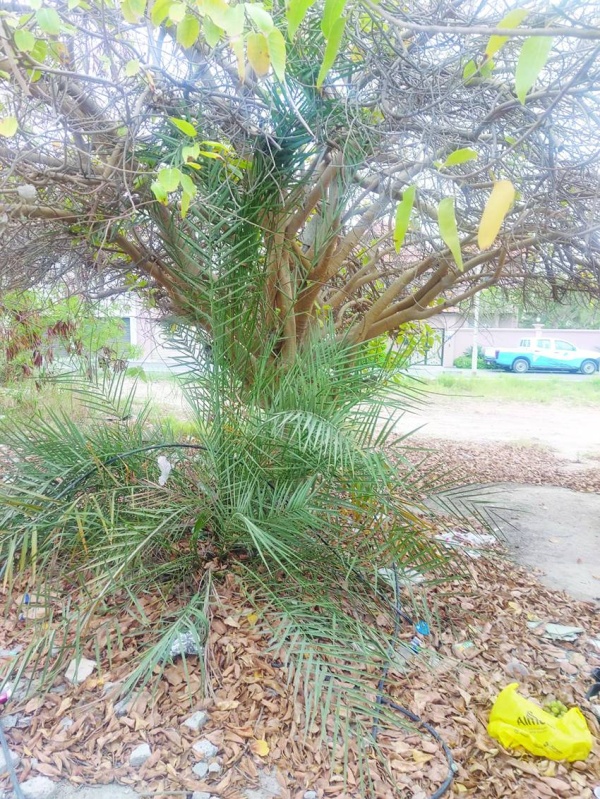 حديقة سافرة مهملة.. و&laquo;الزلاق&raquo; بلا إضاءة