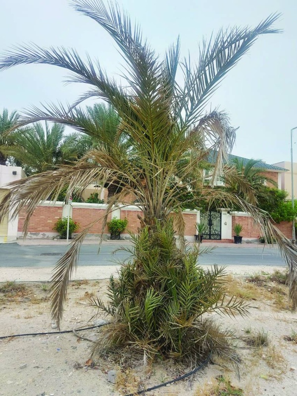 حديقة سافرة مهملة.. و&laquo;الزلاق&raquo; بلا إضاءة