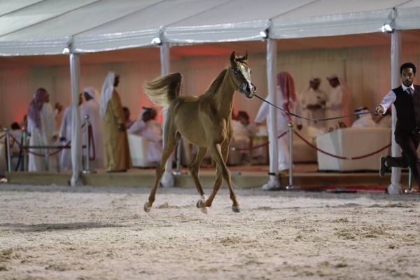 عيسى بن عبدالله يشهد انطلاق بطولة فيصل بن حمد لجمال الخيل العربية