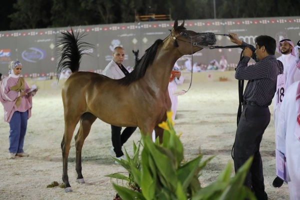 عيسى بن عبدالله يشهد انطلاق بطولة فيصل بن حمد لجمال الخيل العربية