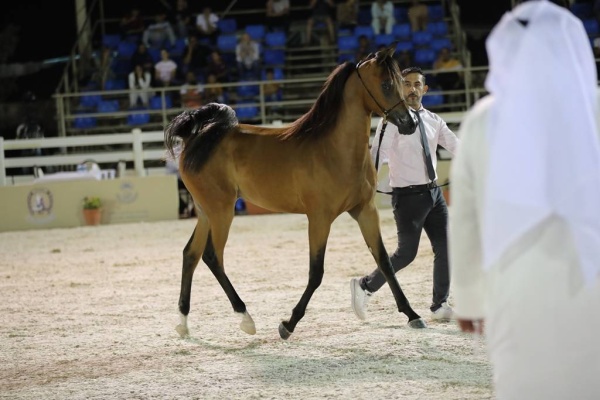 تحت رعاية عيسى بن عبدالله.. الجياد تستعرض جمالها في بطولة فيصل بن حمد لجمال الخيل العربية