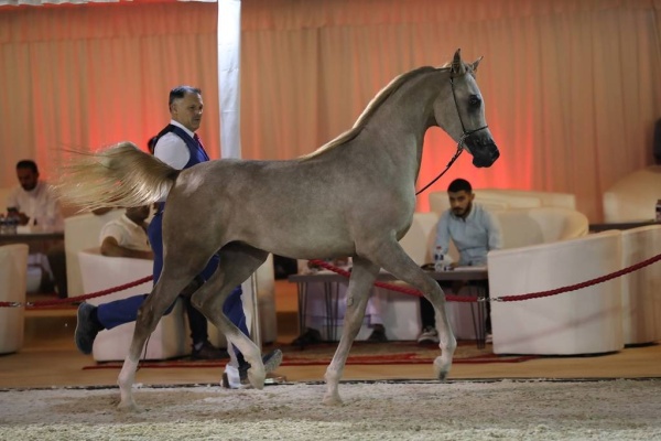 تحت رعاية عيسى بن عبدالله.. الجياد تستعرض جمالها في بطولة فيصل بن حمد لجمال الخيل العربية