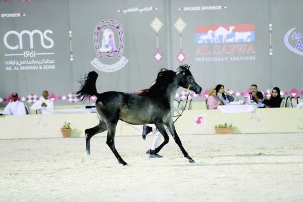 منافسات قوية في بطولة فيصل بن حمد لجمال الخيل العربية