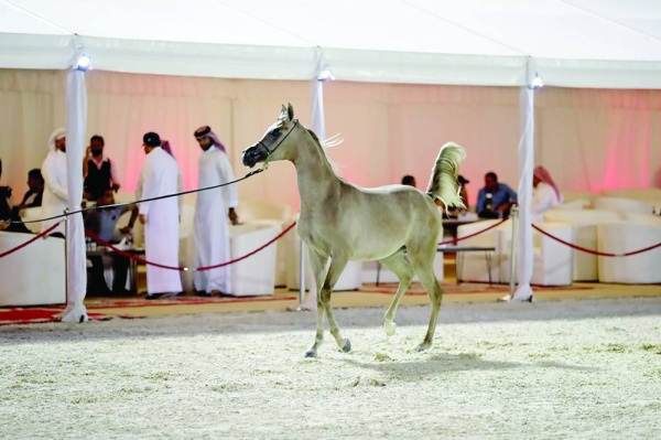 منافسات قوية في بطولة فيصل بن حمد لجمال الخيل العربية