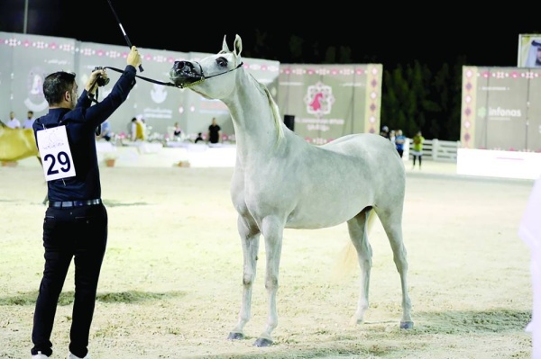 منافسات قوية في بطولة فيصل بن حمد لجمال الخيل العربية