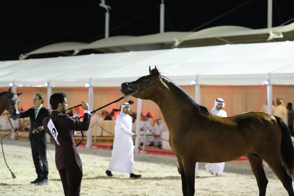 عيسى بن عبدالله يتوج أبطال بطولة فيصل بن حمد لجمال الخيل العربية
