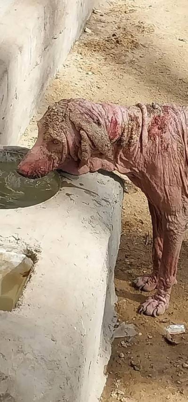 حيوان غريب يثير الفزع في مصر.. وهذه حقيقته