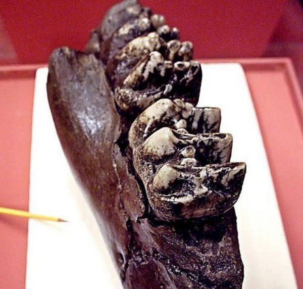 العثور على ضرس حيوان منقرض على شاطئ كاليفورنيا