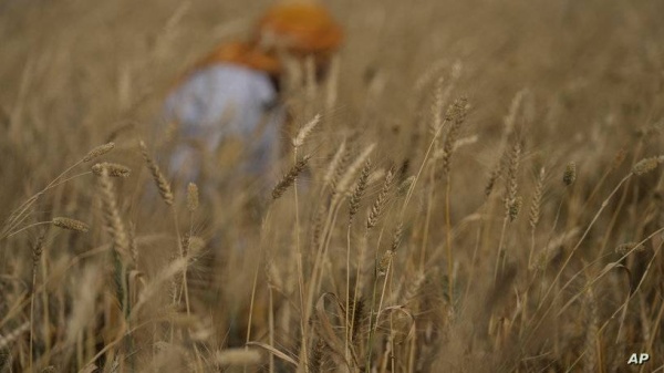 الحر والغذاء.. خريطة عالمية جديدة وأسعار لن تبقى على حالها