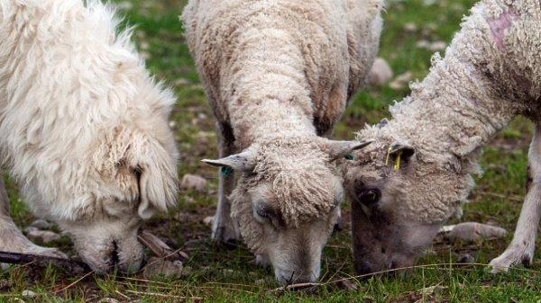 كلاب لحماية الأغنام من النسور في اسكتلندا