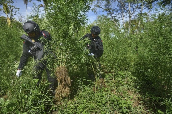 اكتشفتها طائرات مسيرة.. إندونيسيا تتلف حرقا مزرعة كبيرة للماريجوانا