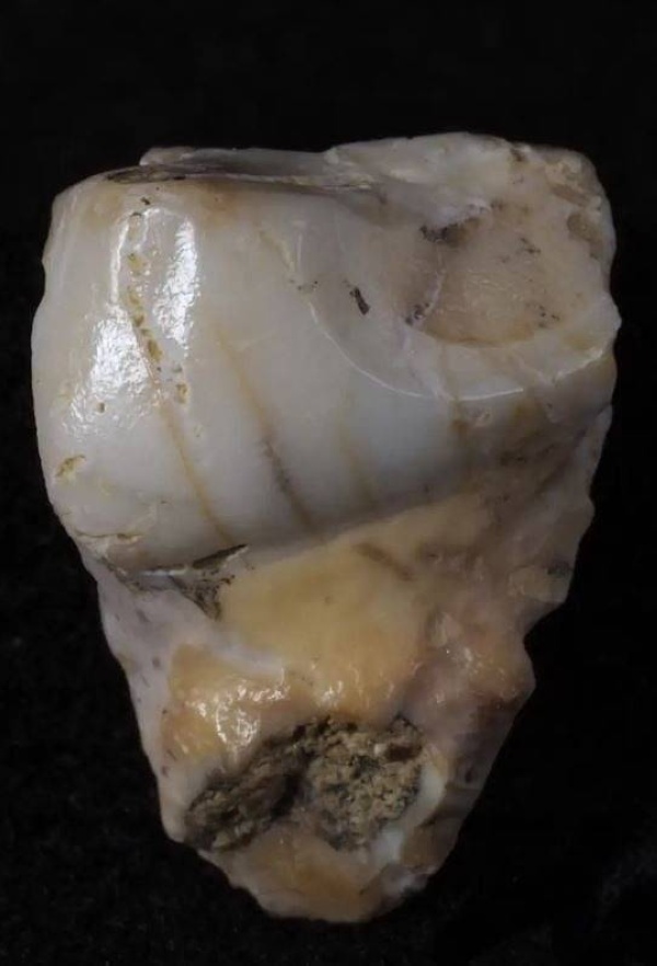 مدريد: العثور على حفرية لأشباه البشر تعود إلى العصر الجليدي