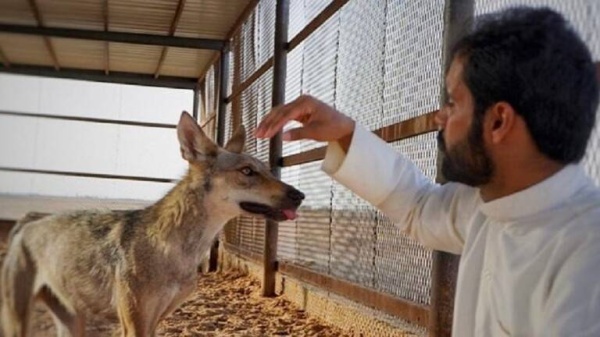 مغامر سعودي يجالس الذئاب ويقلب المفهوم السائد حول مرافقتها للبشر