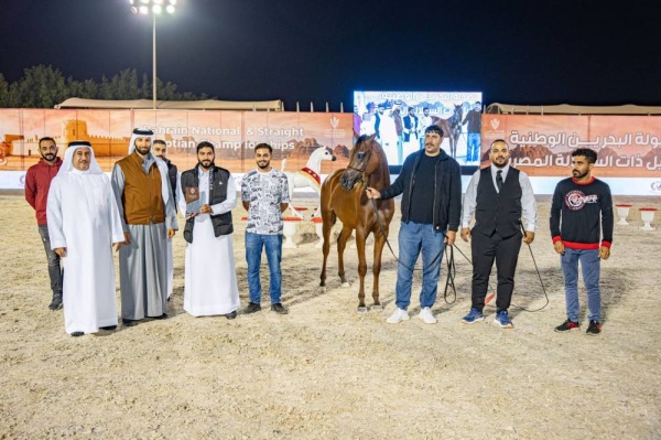 وسط منافسة عالية وجماليات بارزة للجياد..عروض بارزة وجادة في منافسات اليوم الثاني لجمال الخيل