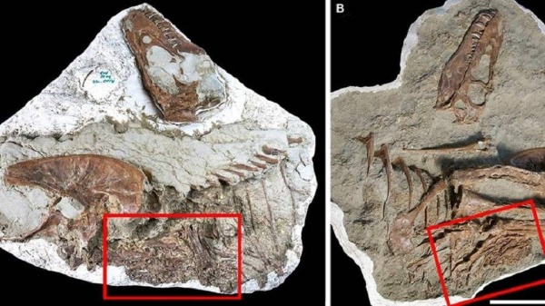 كندا.. اكتشاف «مفاجئة غير متوقعة» في جوف تيرانوصور