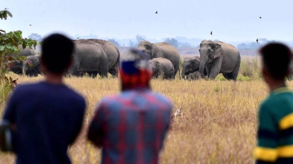 نفوق 100 فيل بسبب الجفاف في زيمبابوي