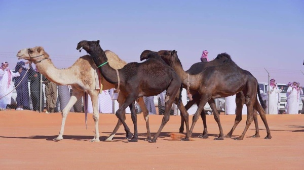 هكذا تغنى الشعراء والمطربون السعوديون بالإبل.. وهذه الأشهر